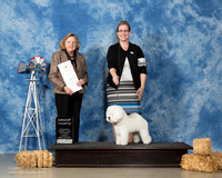 Bichon Frise #6 Fri G4 Jenkins Mariellen Carol Fellbaum Cecelia Ruggles Judge Sari Brewster Tietjen