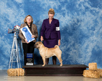 Chinese Shar Pei #8 Fri G1 Mauk Jeff Susanna Bjornsson S Demirjian Beazly Agent Clint Livingston Judge Sari Brewster Tietjen