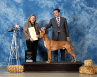 Pharaoh Hound #5 Fri G3 Mosing Jennifer Simon Tien Hansen Agent Brian Livingston Judge Sari Brewster Tietjen