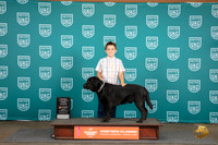 Labrador Retriever #344 Fri 1st Novice JR Judge Allan Krenek R
