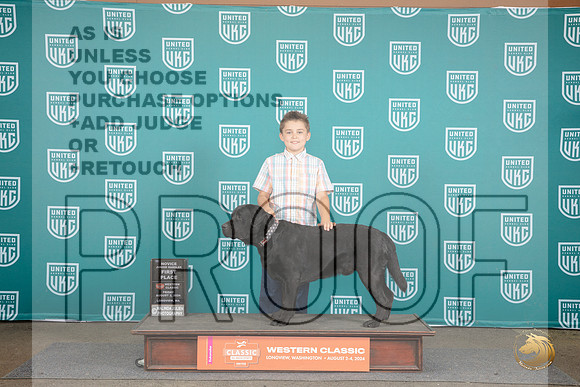 Labrador Retriever #344 Fri 1st Novice JR Judge Allan Krenek R__JP_1596_Longview WA_2024_HR3
