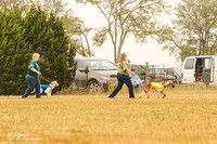 Lure Course AKC Prelim Open Run 1 Ellen Klosson 1P Grace  Vickie Fagre-Stroetz 1Y Sienna & Deborah Bahm Elizabeth 1B