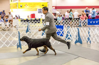Rottweiler #8 Sat Patty Opperman HR3