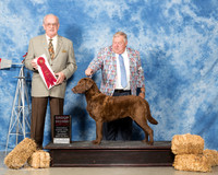 Chesapeake Bay Retriever #6 Sat G2 Coene Tom Judge Col Joe Purkhiser