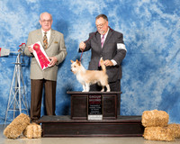 Portuguese Podengo Pequeno #5 Sat G2 David Williams Judge Col Joe Purkhiser