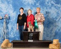 Border Terrier #053 Sat New UD Johnson Arliss Judge Helen Smith
