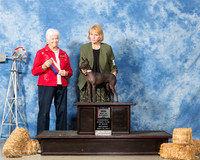Xoloitzcuintli #8 Schneider Patty G Judge Murrell Purkhiser