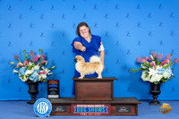 TIbetan Spaniel #12 FRI WB BW BOS NC Judge Jon Cole