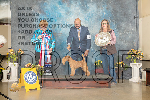 Lakeland Terrier #5 Sat RBIS Judge Betty Pollock-MMJ_0995-NWARK2022-HR3