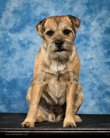 Border Terrier Portrait Cheri Bannister Beau