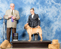 Chinese Shar Pei #7 Sun BOS Nelson Mary C Judge Col Joe Purkhiser