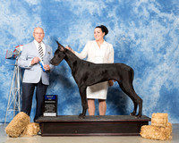 Great Dane #5 Sun BOW Sanchez jessica Kathy Geilow Judge Edd Bivens