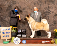 Akita5SBBOlvis