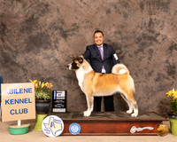 Akita8SBSOlvis