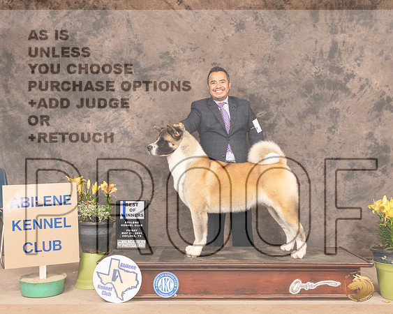 Akita8SBSOlvis0974_AB21