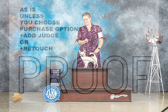 Chihuahua Smooth #9 Thurs WBCh Judge Joan Liebes_MJ_3531_Amarillo_2022_HR3