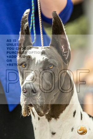 Great Dane #182719_AB21