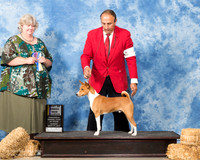 Basenji #5 Sun BOB BOW WB NCh Behles J Agent Sergio Espeko Judge Amy Sorbie