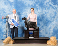 English Cocker Spaniel #5 Sun G1 Moseley Kathleen Agent Brian Livingston Judge Edd Bivens