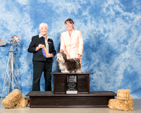 Havanese #7 Sun BOB NCh Higland Karen Judge Murrel Purkhiser