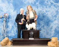 Papillon #15 Sun BOB NGCh Martha Greathouse Judge Murrel Purkhiser