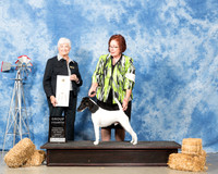 Smooth Fox Terrier #5 Sun G4 Snavely Carolyn Richard Linda Nelson Judge Murrel Purkhiser