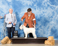 Soft Coated Wheaten Terrier #8 Sun BOW Maj Higginson Gary Marcia Tim Smith Judge Edd Bivens