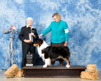 Australian Shepherd #7 Sun BOB Maj NGrCh Bucholz Candi Agent Susan M Taylor Katzenstein Judge Murrel Purkhiser