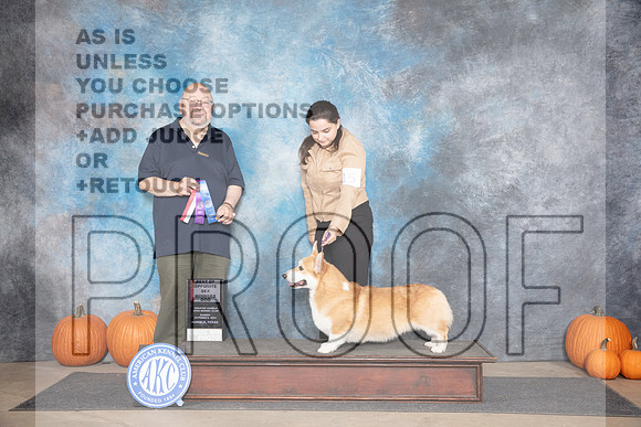 Pembroke Welsh Corgi #15 Sun WDBOS Judge Ray Filburn__JP_9403_Humble_2024_HR3