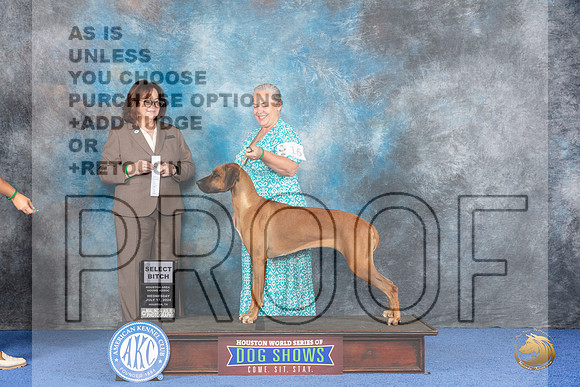 Rhodesian Ridgeback #16 WED SB Judge Barbara Scherer__JP_7231_Houston_2024_HR3