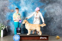 Golden Retriever #15 Mon WD Judge Donna Buxton