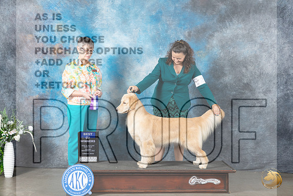 Golden Retriever #20 Mon WBBOW Judge Donna Buxton_JP_2749_Lubbock2023_HR3