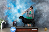 Labrador Retriever #8 Mon BOSWB Judge Gloria Kerr