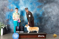 Pembroke Welsh Corgi #12 Mon BOBBOWOHBOBCH Judge Donna Buxton
