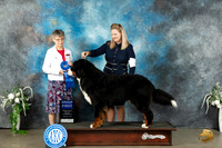 Bernese Mountain Dog Holley Leftwich Lubbock 2023