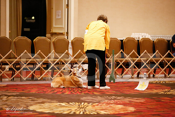 _JJ_7350-HstnCorgiFeb2015-HR3