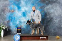 Australian Cattle Dog #5 Sat BOB Judge Ken Buxton