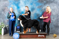 Bernese Mountain #5 Mon G1 Judge Carolyn Herbel