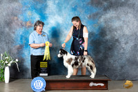 Border Collie #11 Mon G3 Judge Cynthia Hutt