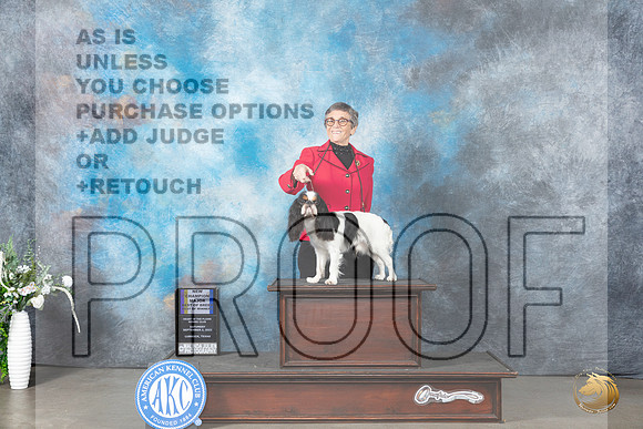 English Toy Spaniel #5 Sun BOBBOWCH Judge Gloria Kerr_JP_2787_Lubbock2023_HR3