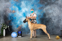 Great Dane #16 Mon WBBOW Judge Ken Buxton