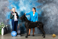 Great Dane #5 Mon G4 Judge Carolyn Herbel