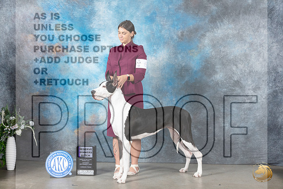 Great Dane #6 Mon RWB Judge Ken Buxton_JP_2806_Lubbock2023_HR3
