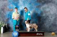 Miniature American Shepherd #10 Mon BOB Judge Donna Buxton
