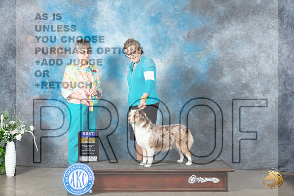 Miniature American Shepherd #10 Mon BOB Judge Donna Buxton_JP_2826_Lubbock2023_HR3