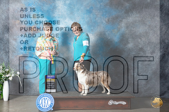 Miniature American Shepherd #10 Mon BOB Judge Donna Buxton_JP_2827_Lubbock2023_HR3