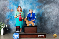 Norfolk Terrier #5 Mon G2 Judge Anne Barlow
