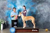 Portuguese Podengo #307 Mon BISOpen Judge Cynthia Hutt