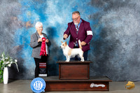 Portuguese Podengo Pequeno #6 Mon G2 Judge Gloria Kerr