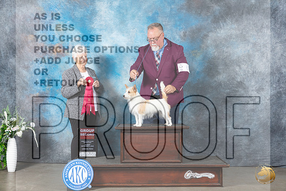 Portuguese Podengo Pequeno #6 Mon G2 Judge Gloria Kerr_JP_2908_Lubbock2023_HR3